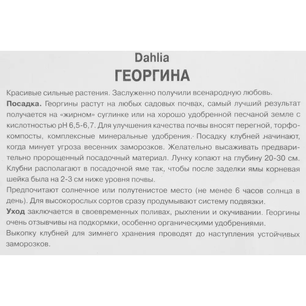 Георгина декоративная Гэллери Валентин луковица I 83593768 STLM-2016201 ПОИСК  - Вид №2