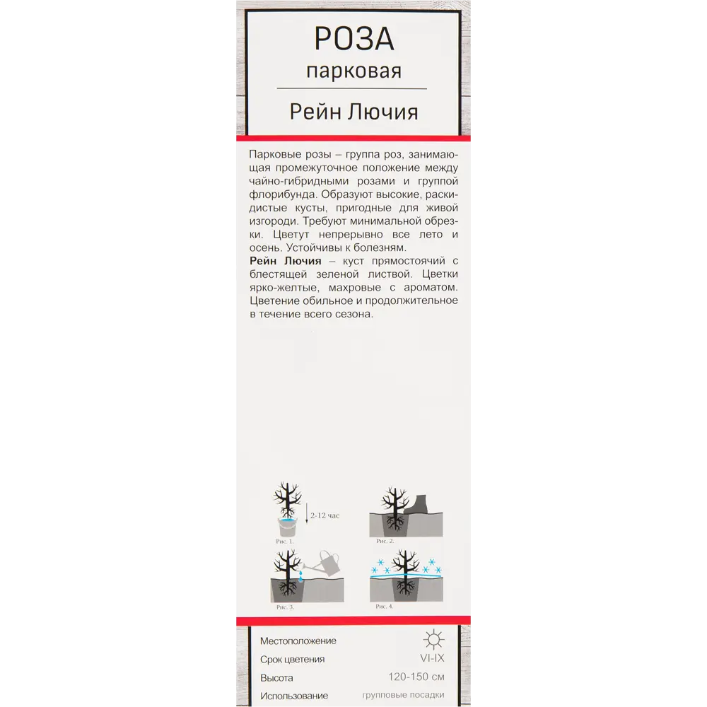 Розы парковые «Рейн Лючия» 18348689 STLM-2157979 Santreyd  - Вид №2