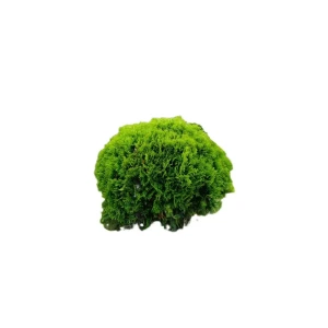 Туя западная Даника Santreyd ø40-50 h50 см - вечнозеленый шар для ландшафта 89386836