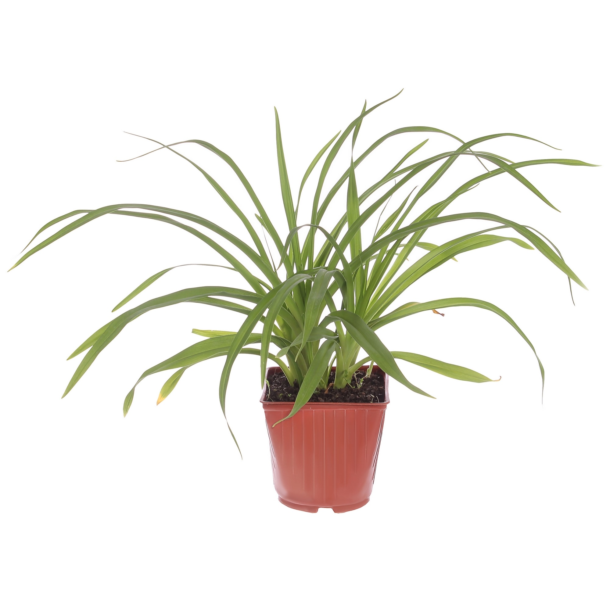 81954826 Лилейник С1 «Кримсон Пират» Santreyd 