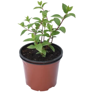 Гортензия метельчатая Tardiva от Santreyd - позднее цветение и морозостойкость 18016166