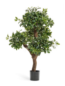 10.39904N Питтоспорум горный Цветочная коллекция