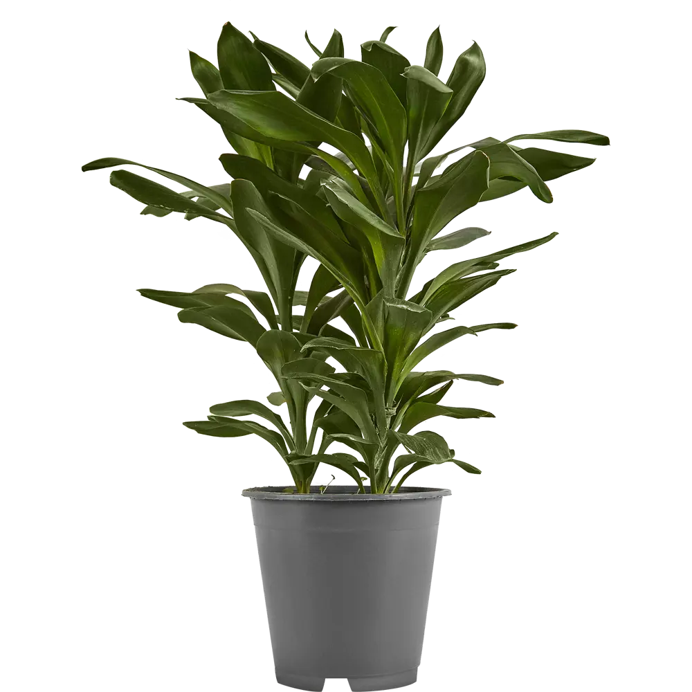 Кордилина Santreyd — изысканное декоративное растение с глянцевой листвой 85324961 STLM-0061525