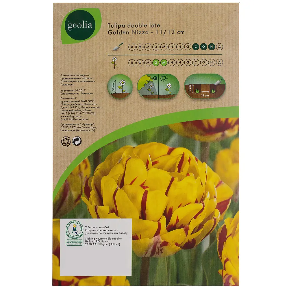 Тюльпан Golden nizza GEOLIA 11/12 10/9 STLM-2050596 - Вид №2