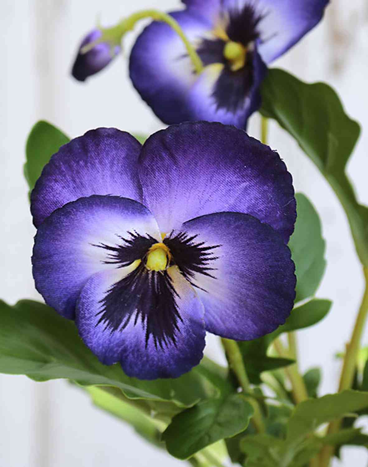 2026 222 a3 Анютины глазки шелковые, 5 цветков, 2 бутона, 40 см, темно-фиолетовый H-andreas 