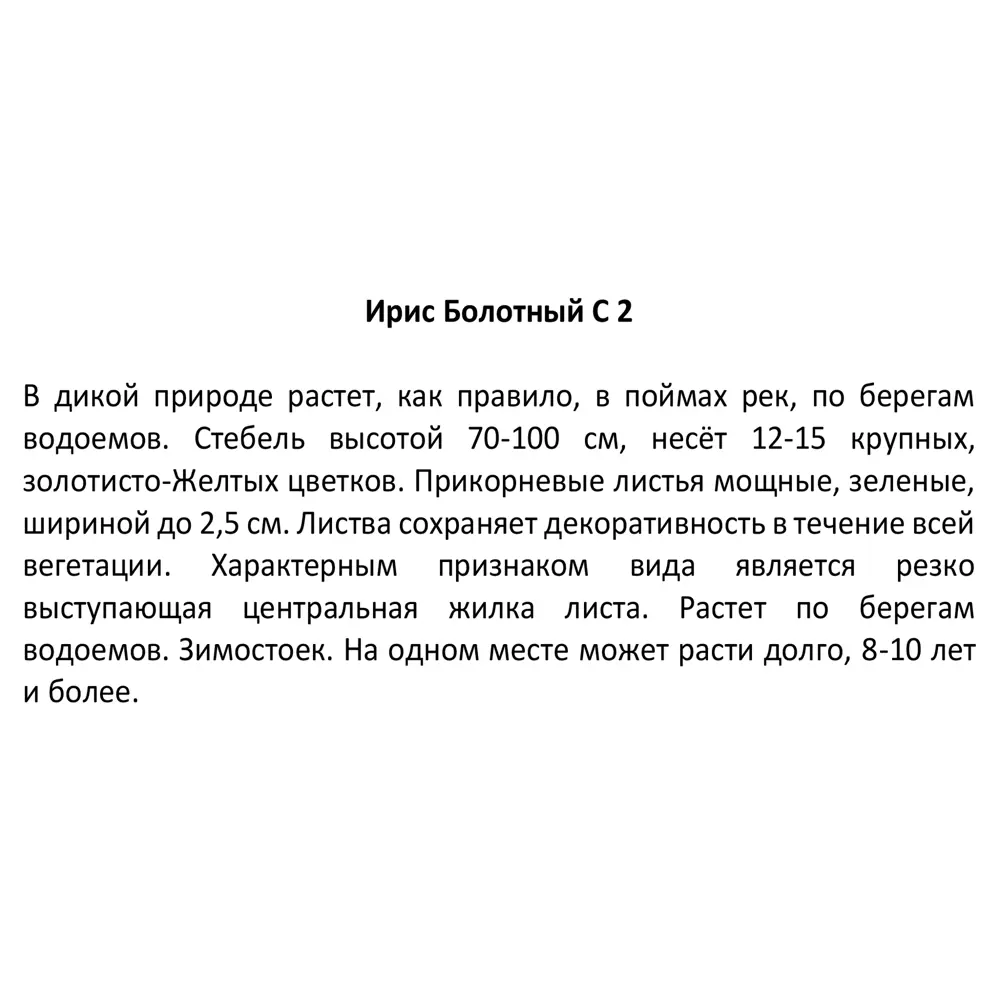 Ирис болотный ø17 h30 см 85324908 STLM-2051525 Santreyd  - Вид №3