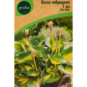 Хоста гибридная Бич Бой 86408582 STLM-2180998
