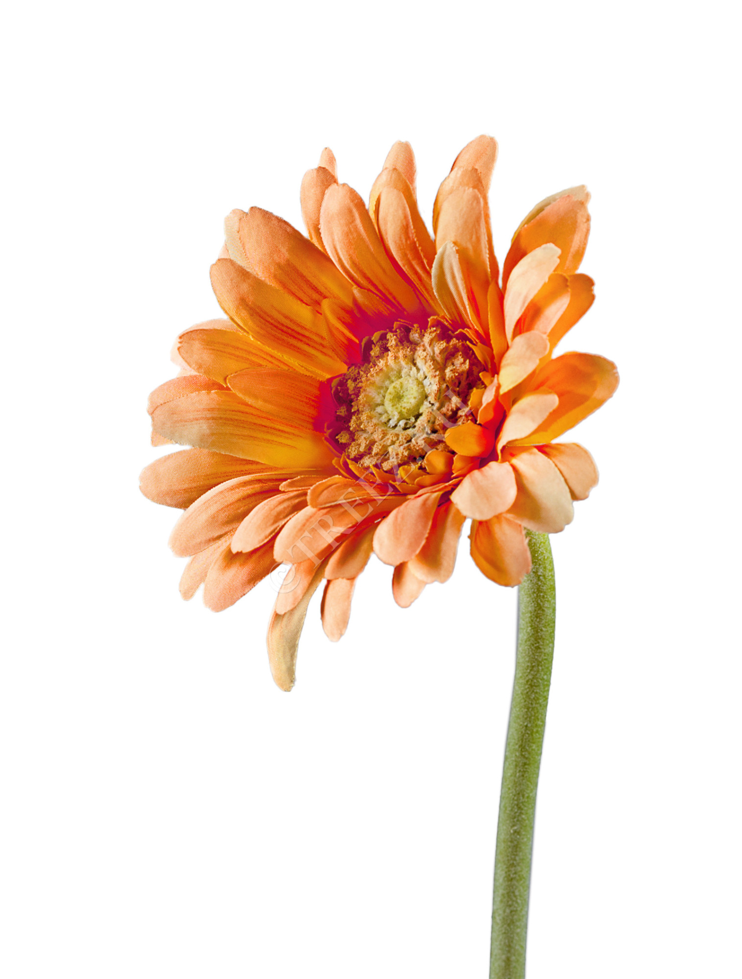 30.0610037PCH Гербера персиковая в-66 см, д-12 см Цветочная коллекция 