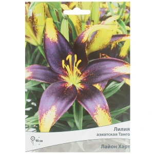 Лилия азиатская Танго «Лайон Харт» 81945459 STLM-2148015