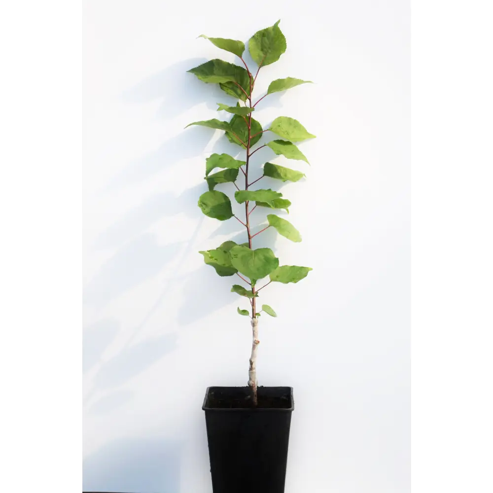 Абрикос «Кичигинский» 1 год 12.5x30-50 см 82610412 STLM-2142897 Santreyd 