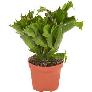Рипсалидопсис 9x25 см 11945595 STLM-2036024