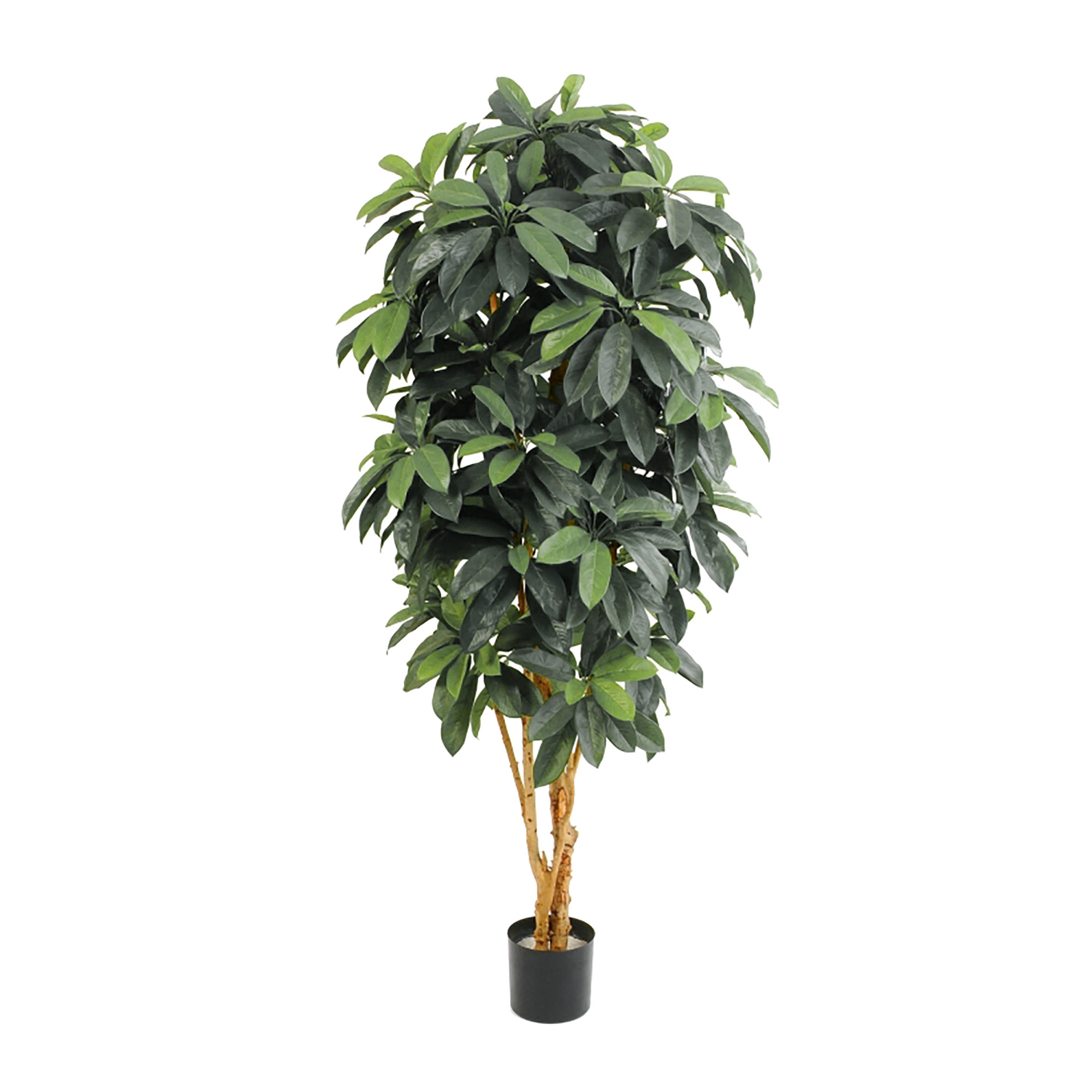 2000983181312 Шеффлера Леди 170 см SERAX 