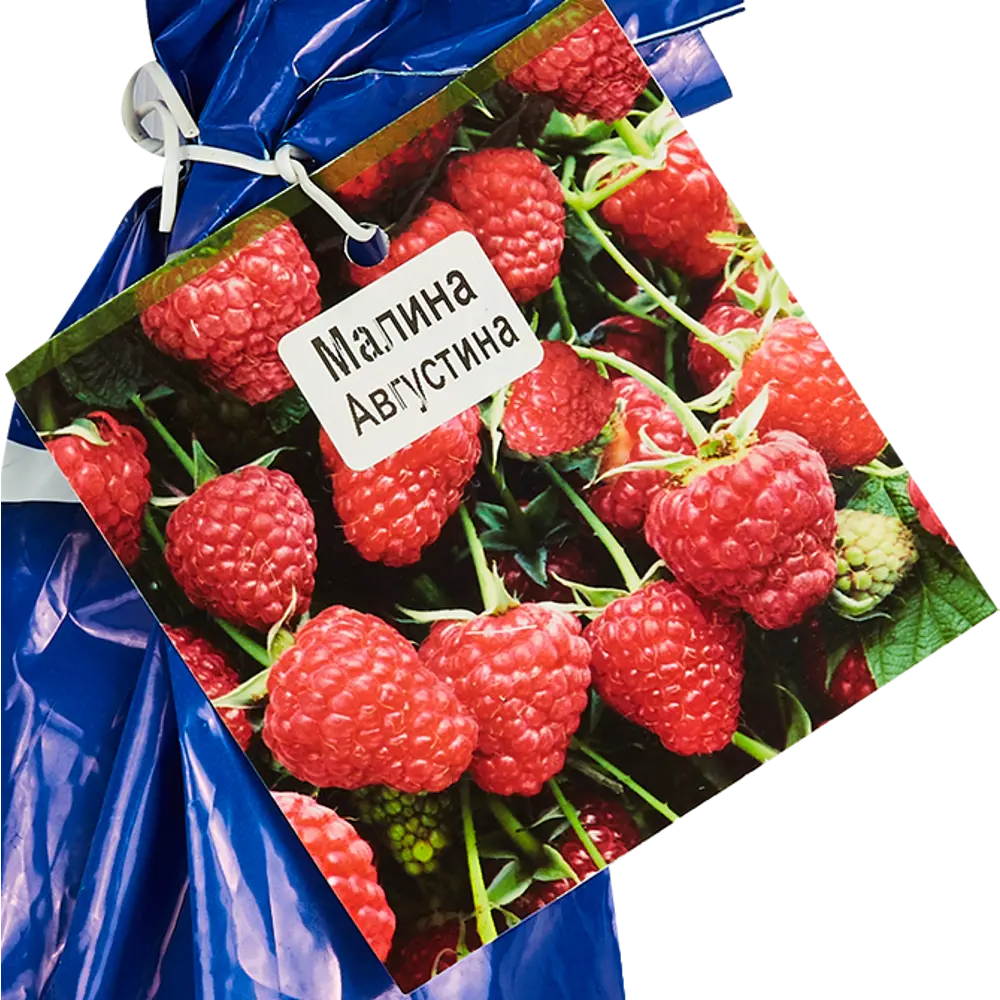 Малина Августина красная пакет ø9 h40 см Santreyd STLM-2023898 - Вид №3