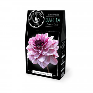 83783710 Георгина декоративная Бюджет Крем Де Кассис луковица I