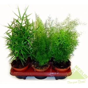 Аспарагус Сетацеус Santreyd — изящная перистая спаржа для интерьера 12500192