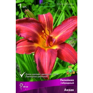 Лилейник гибридный Анзак луковица I 88294996 STLM-2056045
