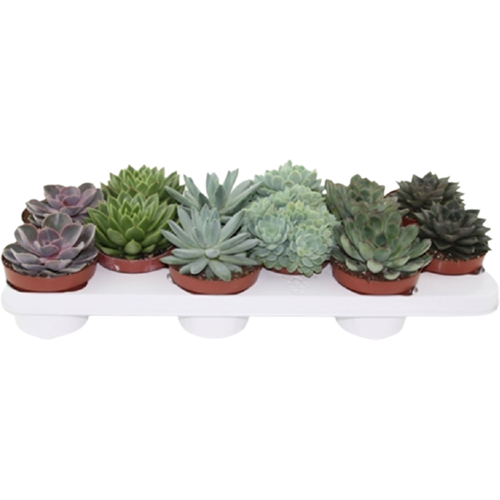 82929556 Эхеверия микс 10,5x15 см Santreyd  - Вид №3