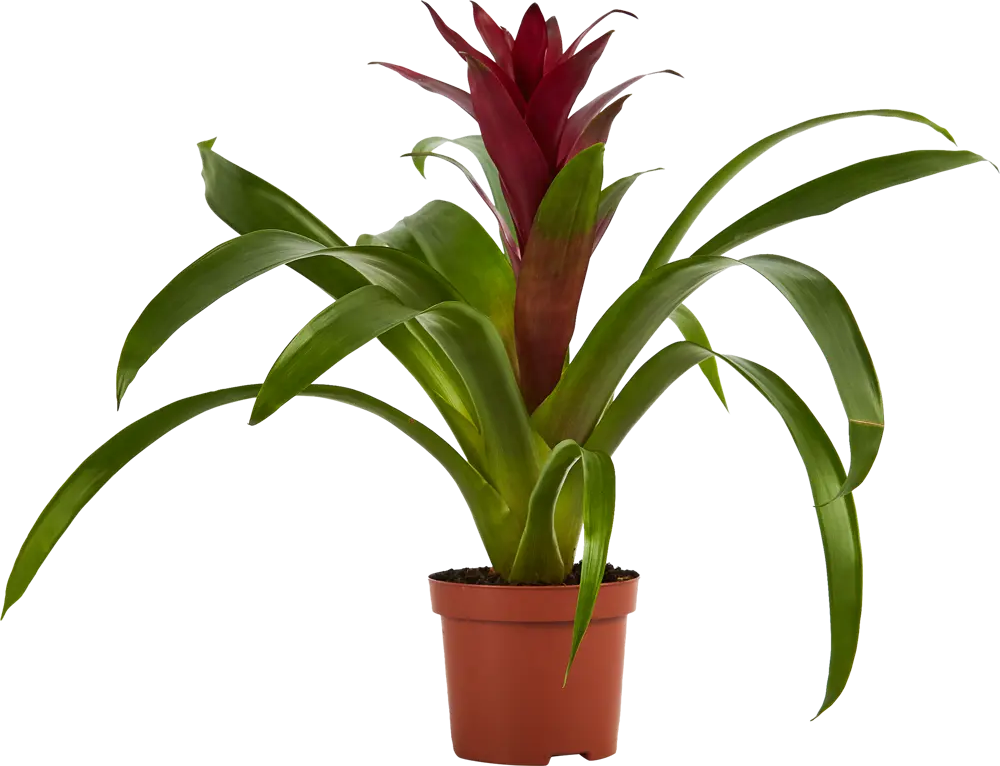 Бромелия Santreyd - тропическая красота для вашего интерьера 83738739