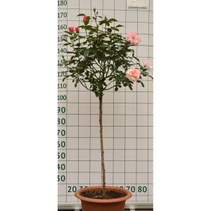 Роза штамбовая «Ботичелли» 45x70 см 82676636 STLM-2042118