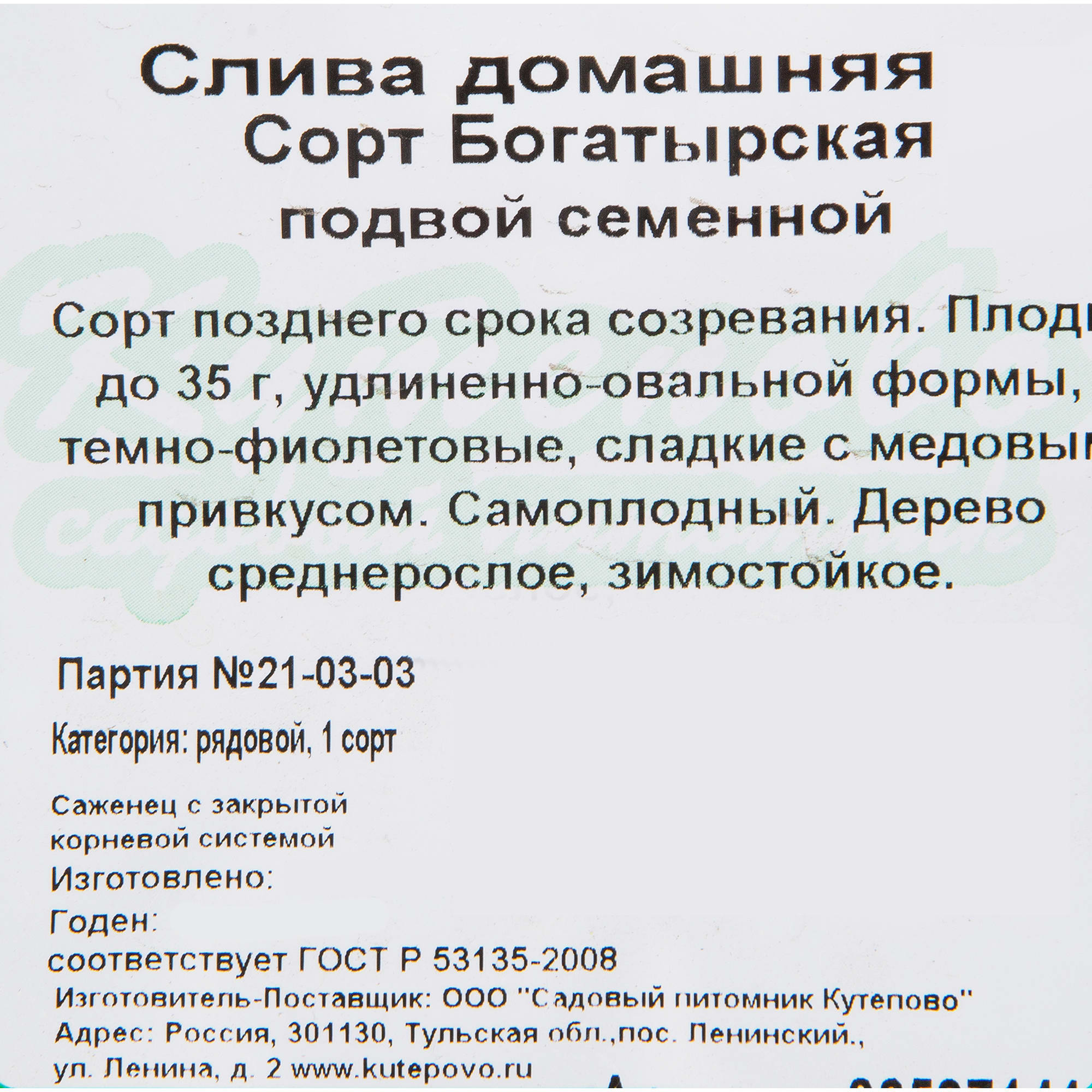 82597141 Слива «Богатырская» C7 высота 180 см Santreyd  - Вид №1