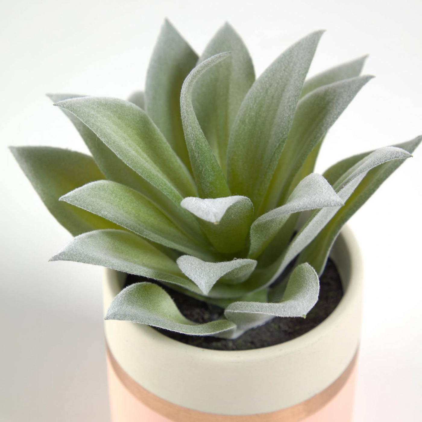 089919 Flower Агава в розовом керамическом горшке La Forma Agave - Вид №1