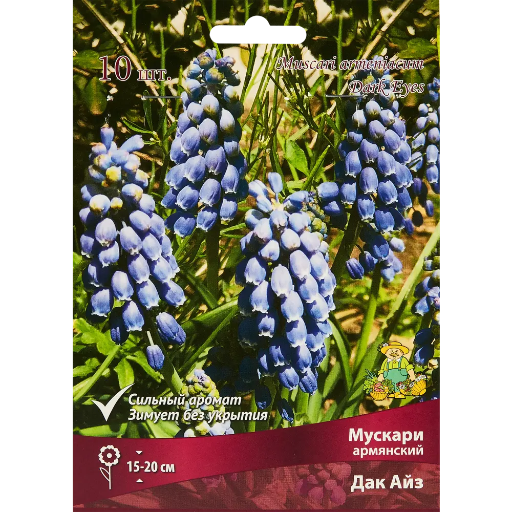 Мускари армянский Дак Айз, 10 шт 85205639 STLM-2085443 ПОИСК 