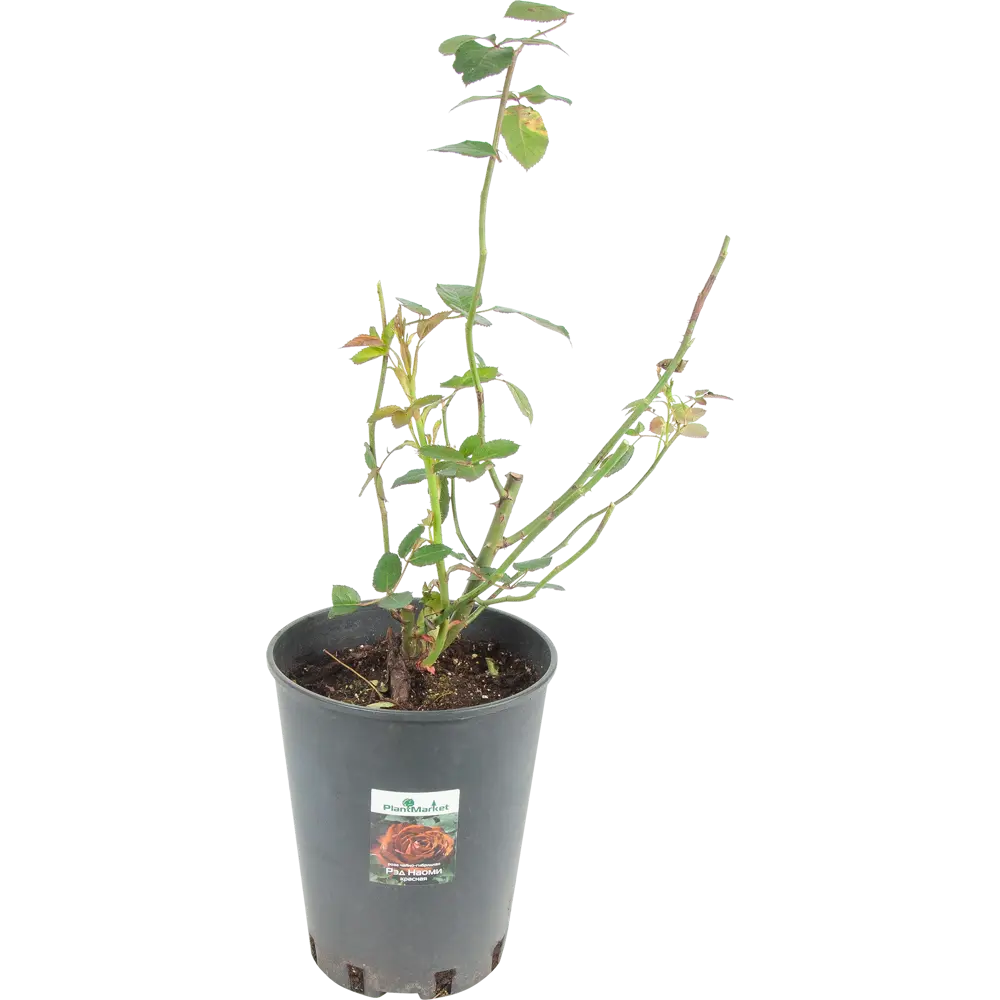 Роза чайно-гибридная «Рэд Наоми» красная 24x70 см 82625087 STLM-2002338 PLANTMARKET 