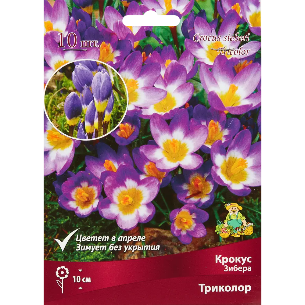 Крокус Зибера Триколор луковица 5/7, 10 шт. 88294629 STLM-2026256 Santreyd 