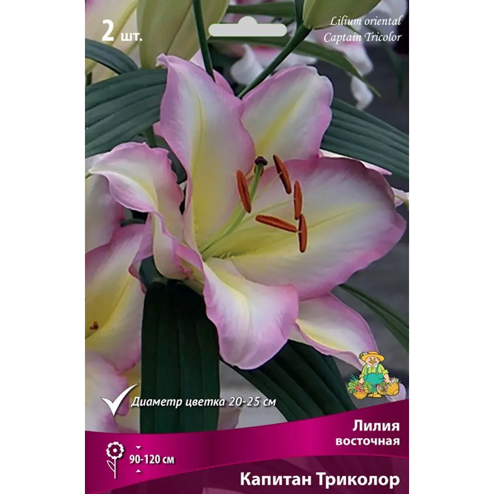 Лилии восточные Капитан Триколор луковица 16/18 83597435 STLM-2201364 Santreyd 
