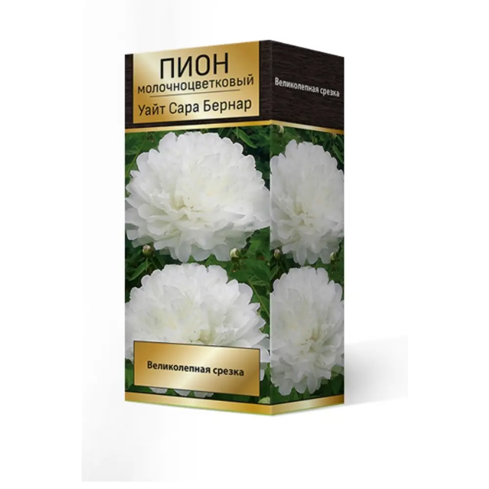Пион травянистый Уайт Сара Бернар луковица 2-3 83600333 STLM-2032214 Santreyd 