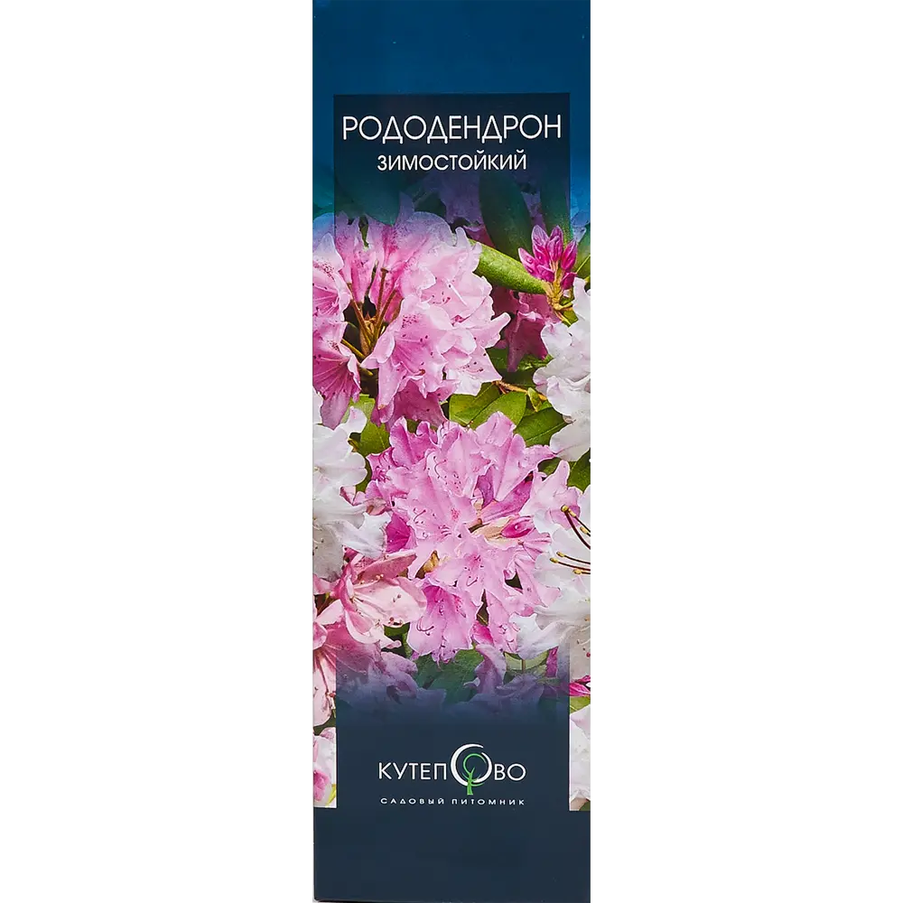 Рододендрон «Смирнова» в коробке 82155623 STLM-2101875 Santreyd 