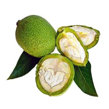 Грецкий орех молодой Santreyd 26571 - Вид №1