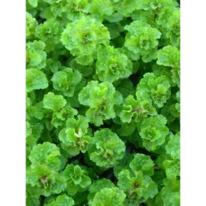 Мята кудрявая Криспа h15 см