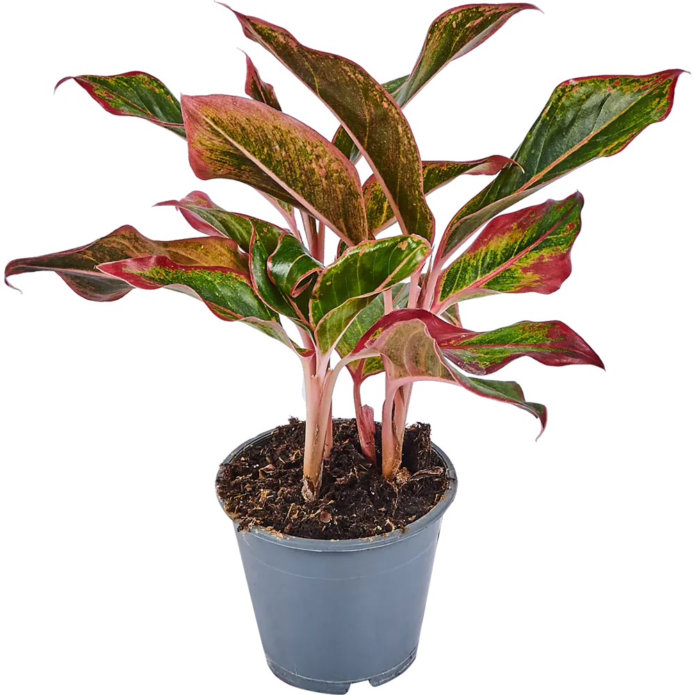 Santreyd Аглаонема Крит — Изысканное комнатное растение с резными листьями 82741700 STLM-0035268