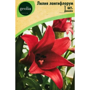 Лилия Лонгифлорум Дивайн 89349348 STLM-2028575