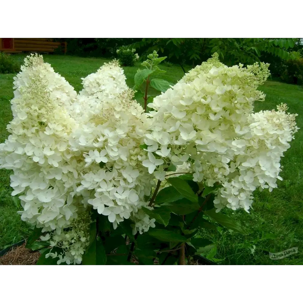 Гортензия метельчатая Селекшн ø15 h35 см PLANTMARKET STLM-2185437