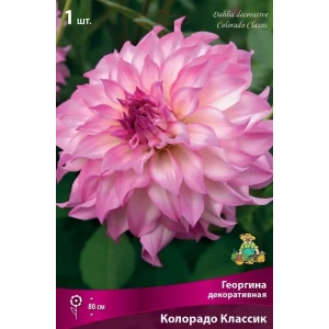 Георгина декоративная Колорадо луковица I 83593788 STLM-2206892