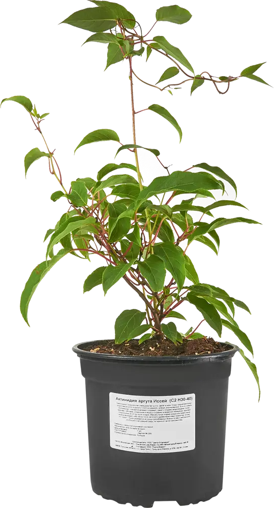 Santreyd Актинидия аргута Иссей - многолетняя лиана с ароматом тропиков 85325511