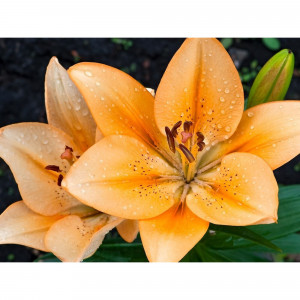 83761001 Лилия гибридная Салмон луковица 12/14