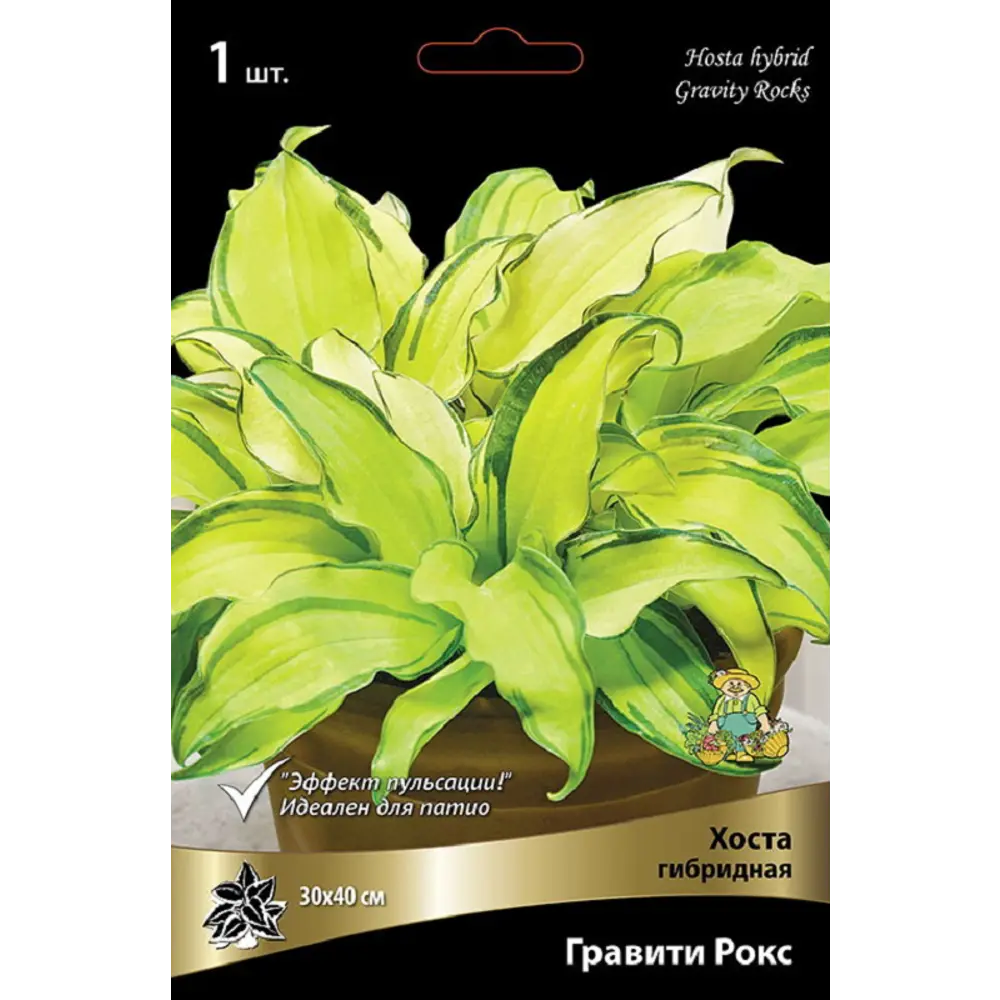 Хоста Гравити Рокс - многолетнее корневище для сада 89433497 ПОИСК STLM-1568654
