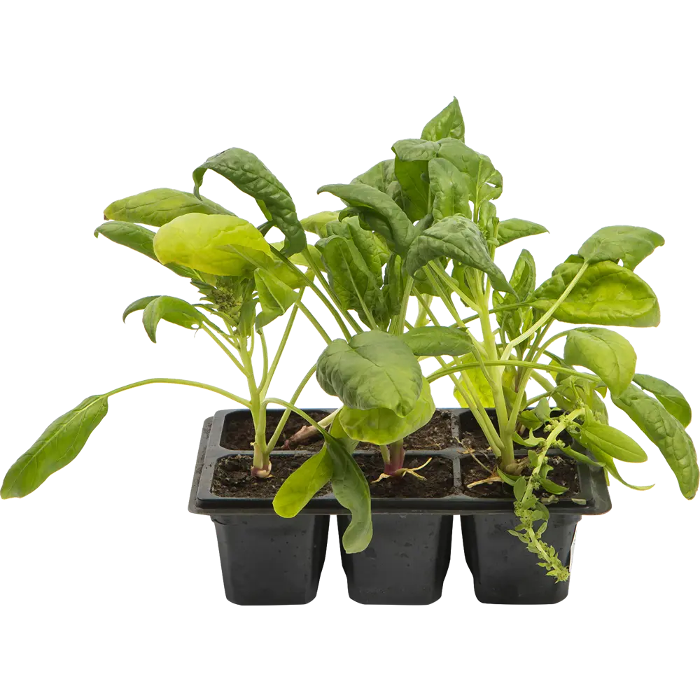 Шпинат в кассете, 6 шт Santreyd STLM-2133816 - Вид №1