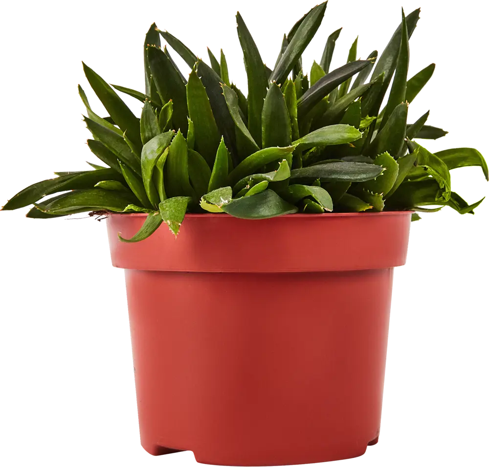 Santreyd Суккулент Рокс микс - живой декор для интерьера 87819731