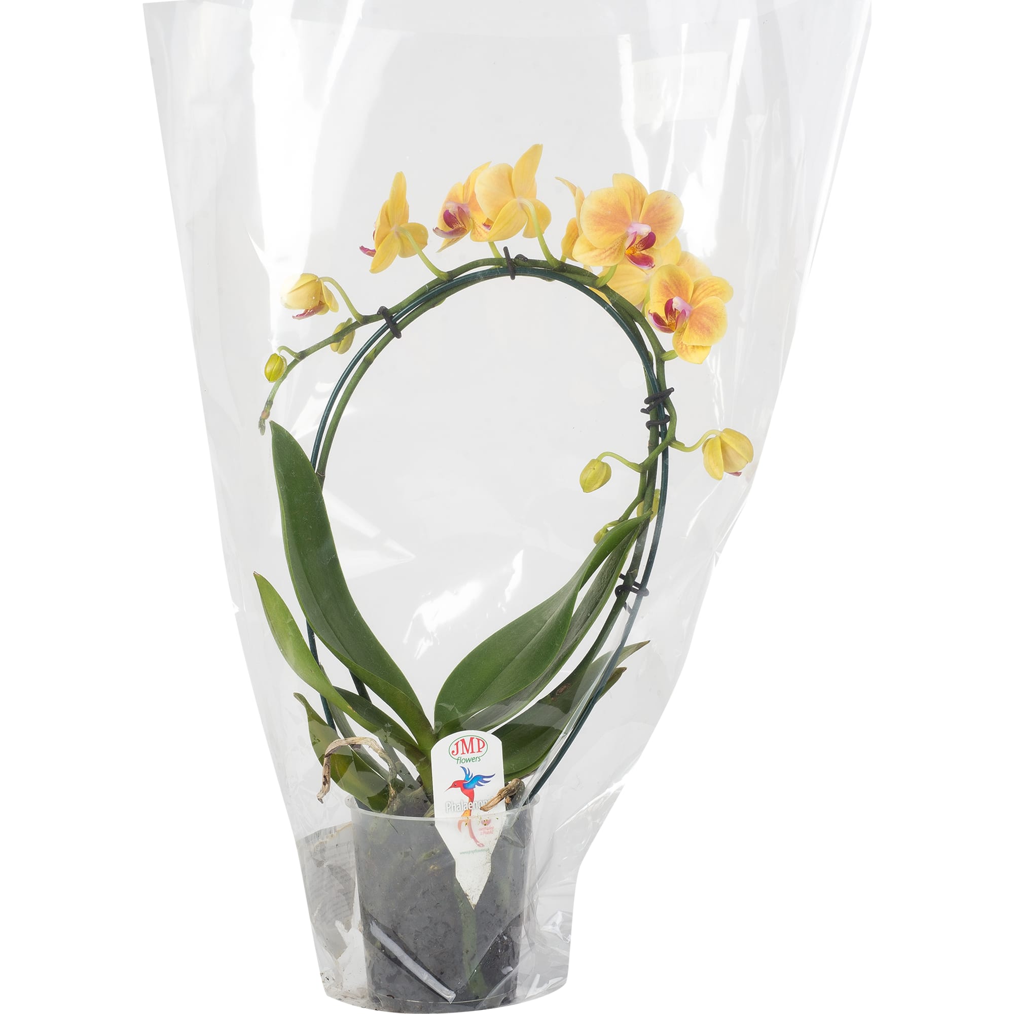 82330249 Орхидея Фаленопсис Экстра микс каскад 2 стебля ø9 h40 см Santreyd  - Вид №2