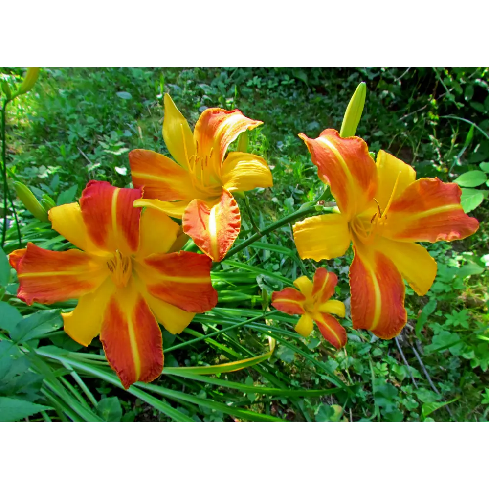 Лилейник «Франс Хальс» 15x45 см 82625239 STLM-2078218 PLANTMARKET  - Вид №2