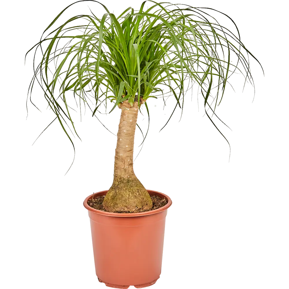 Santreyd Нолина рекурвата - комнатное дерево с пышной кроной 82578950 STLM-0030502