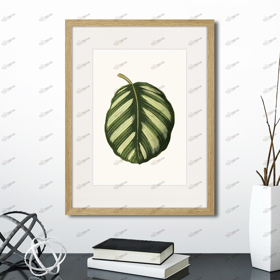 Картина 42х32 см Single Leaf of a Plant №2, 1865г. КАРТИНЫ В КВАРТИРУ  00-3894674 Белый;зеленый 