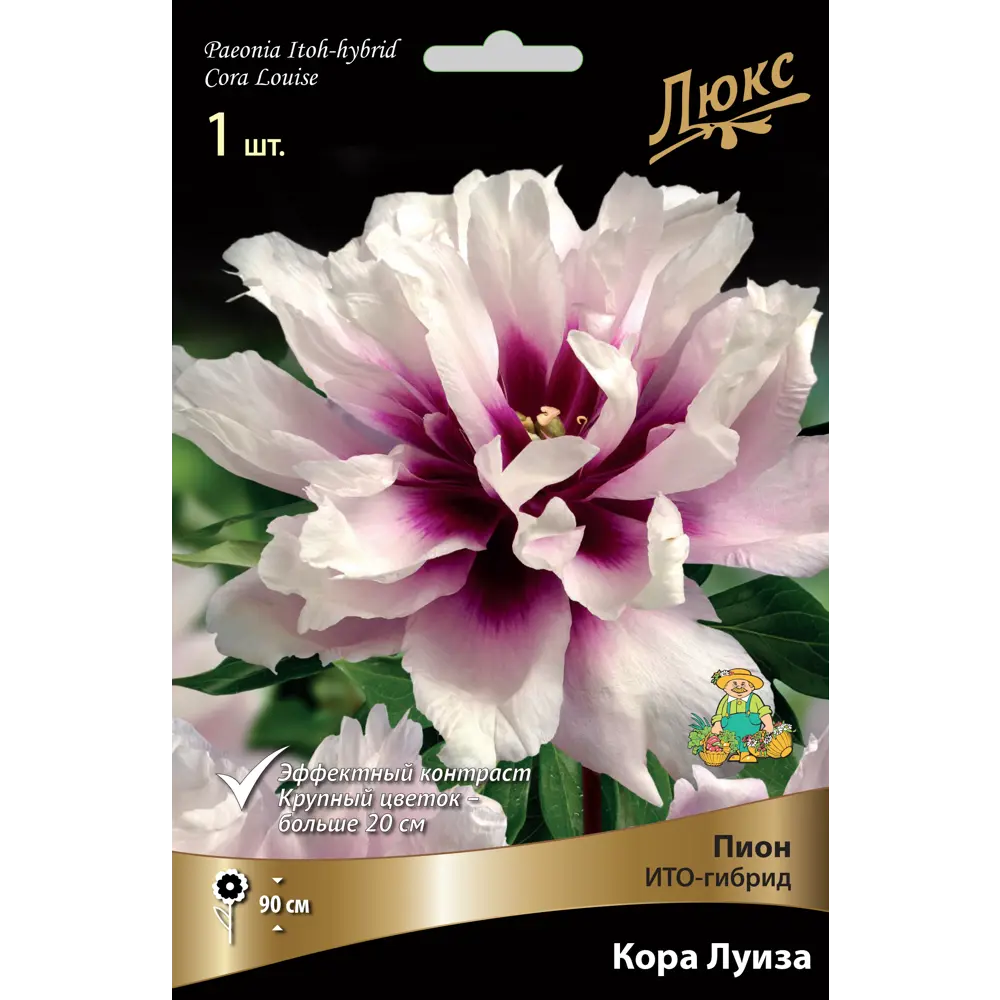 Пион ито-гибрид «Кора Луиза» разбор 2-3 82661870 STLM-2086821 Santreyd 