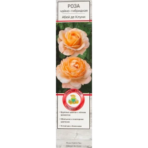 Роза чайно-гибридная Абэйдэ Клуни 82527340 STLM-2077047