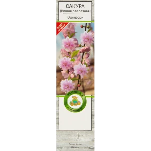 Сакура Ошидори в тубе Поиск Инвест 82527860 STLM-2189599
