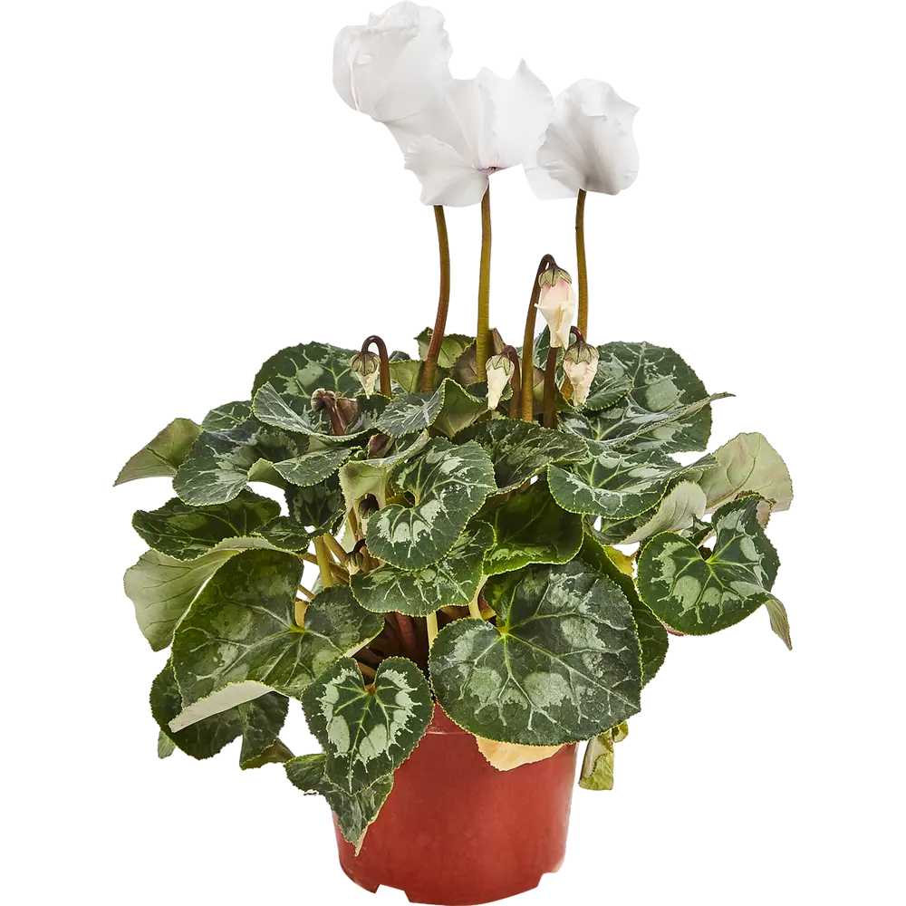 Цикламен микс Santreyd - изящное комнатное растение с мраморными листьями 82560405 STLM-0029938